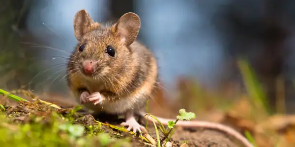 Maus