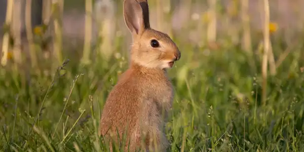 Kaninchen