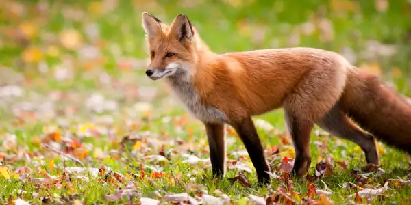 Fuchs