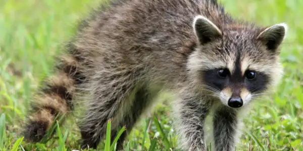 Waschbär